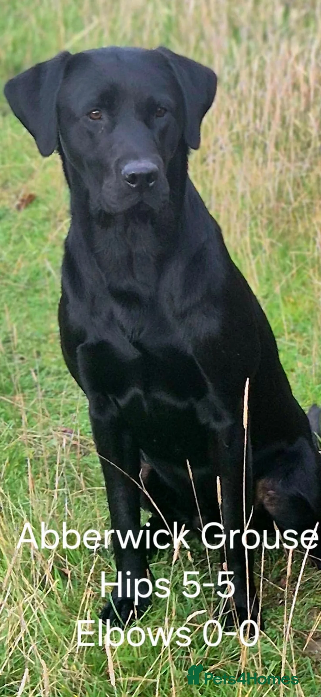 Labrador Retriever dogs for sale: Labrador puppies ready to leave 2nd May! - Advert 28