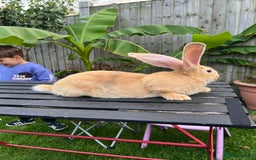 Continental Giant rabbits for sale: Continental Giants - Image 3
