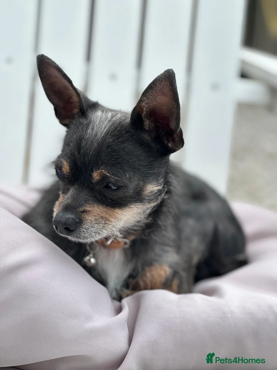 Chihuahua dogs for sale: Chihuahua BOY 2 YEAR OLD - Advert 2