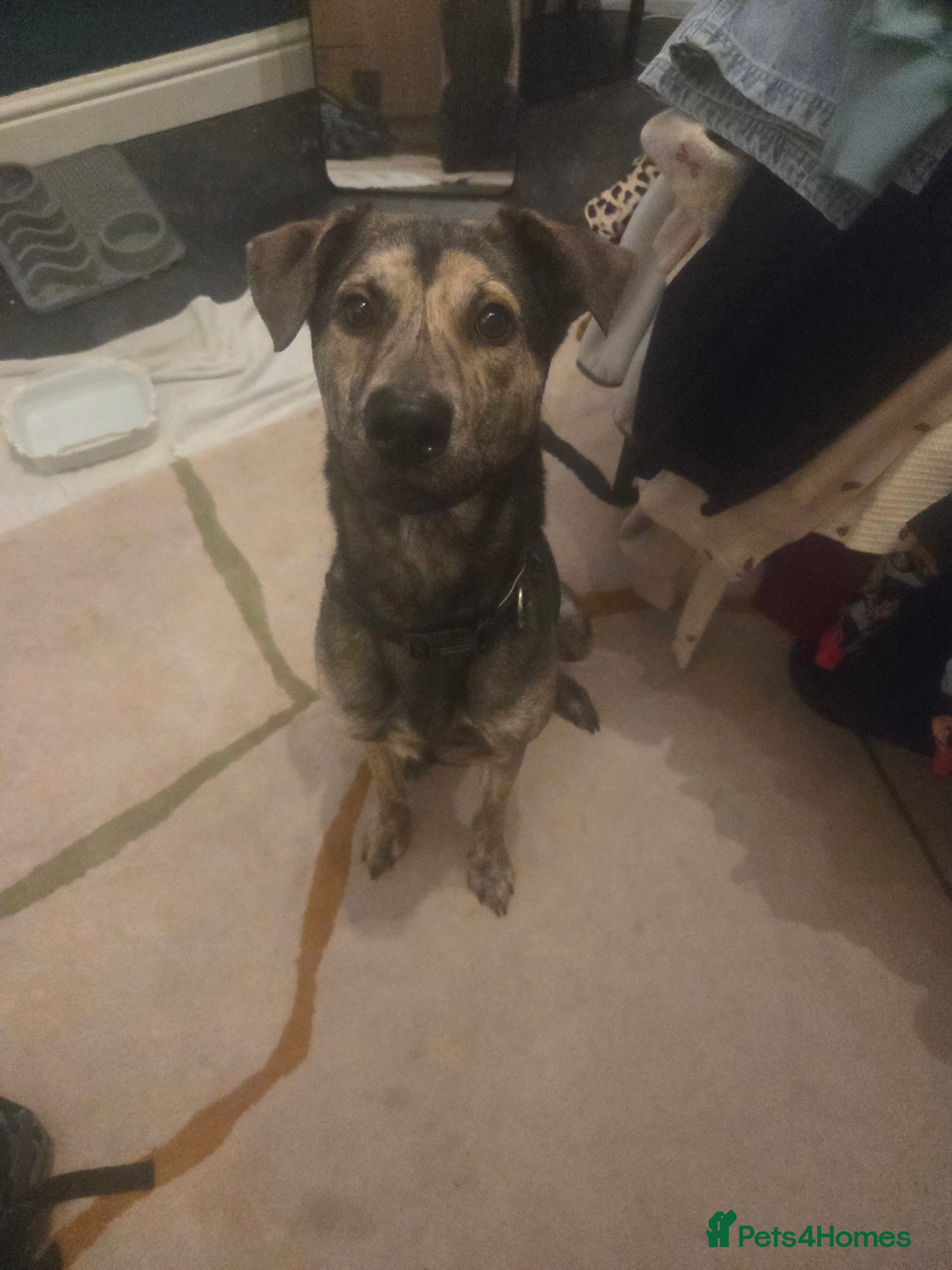 Mixed Breed dogs Female Lurcher cross - Advert 1