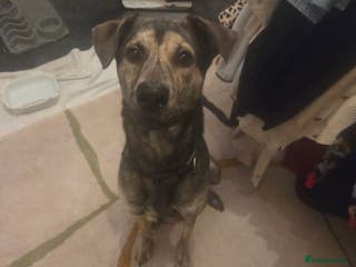 Mixed Breed dogs Female Lurcher cross - Advert 1
