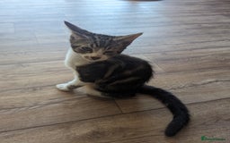 Domestic Shorthair cats for sale: Kittens for rehoming  - Image 4