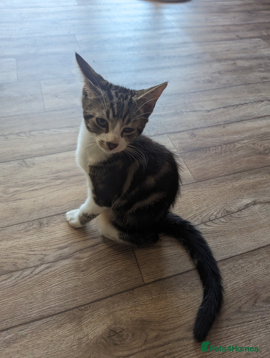 Domestic Shorthair cats for sale: Kittens for rehoming  - Image 4