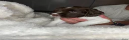 English Springer Spaniel dogs for sale: KC Registered English Springer Spaniel Puppies - Advert 11