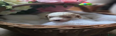 Stella