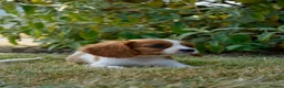 Cavalier King Charles Spaniel dogs for sale: ⭐️Cavalier King Charles puppies⭐️ - Advert 14