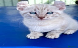 Bengal cats for sale: Gob smacking rare kittens  - Image 23
