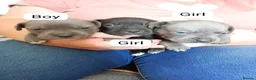 Staffordshire Bull Terrier dogs for sale: Staffordshire bullterrier pups - Advert 2