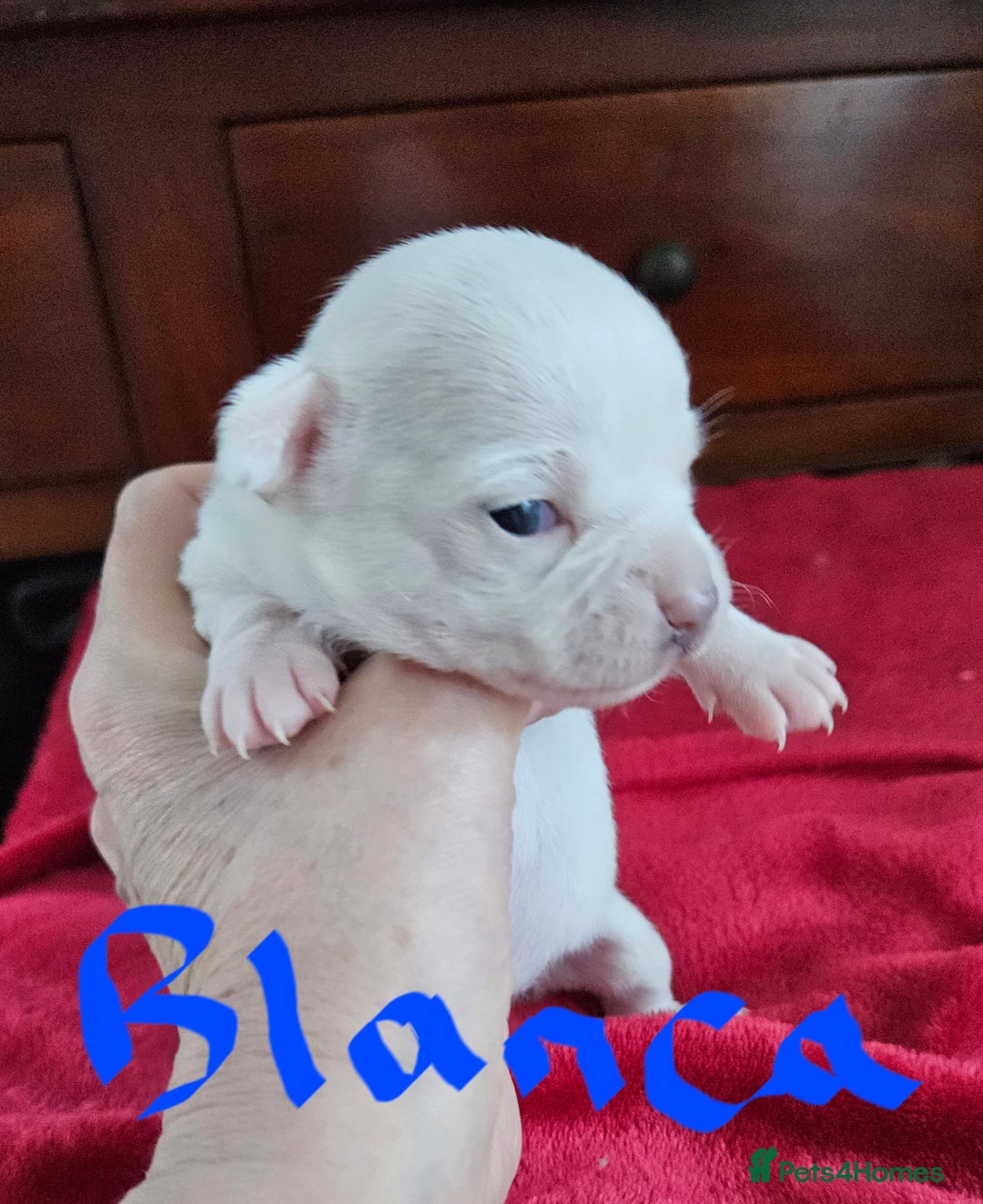 Chihuahua dogs for sale: Pure White With Blue Green Eyes Chihuahuas  - Advert 3