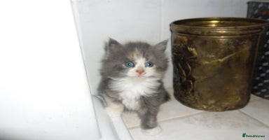 Mixed Breed cats - Advert 16