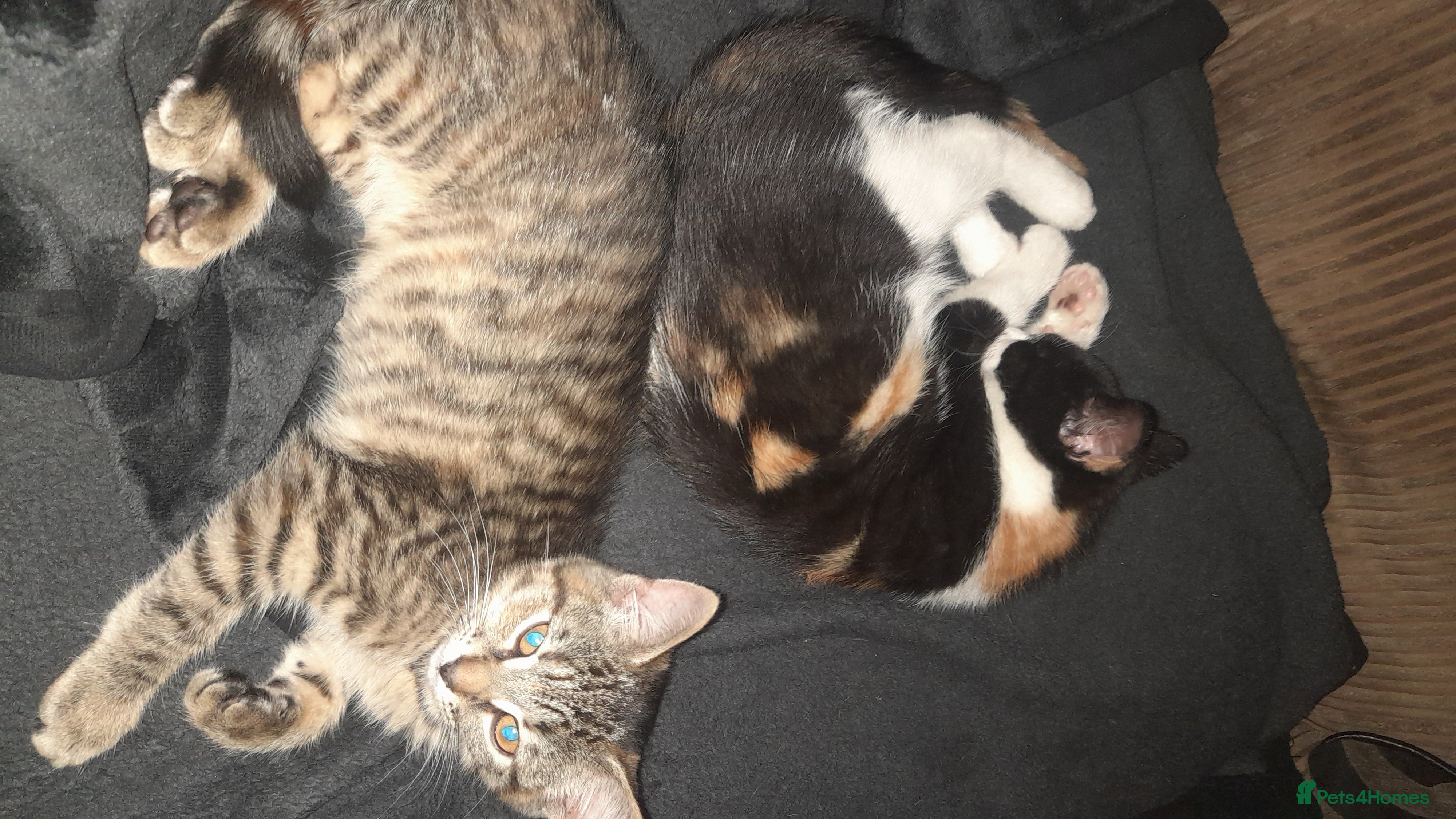 Mixed Breed cats Last 2 adorable kittens for sale - Advert 1