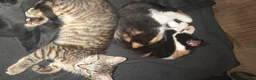 Mixed Breed cats for sale: Last 2 adorable kittens for sale - Advert 1