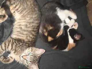 Mixed Breed cats Last 2 adorable kittens for sale - Advert 1