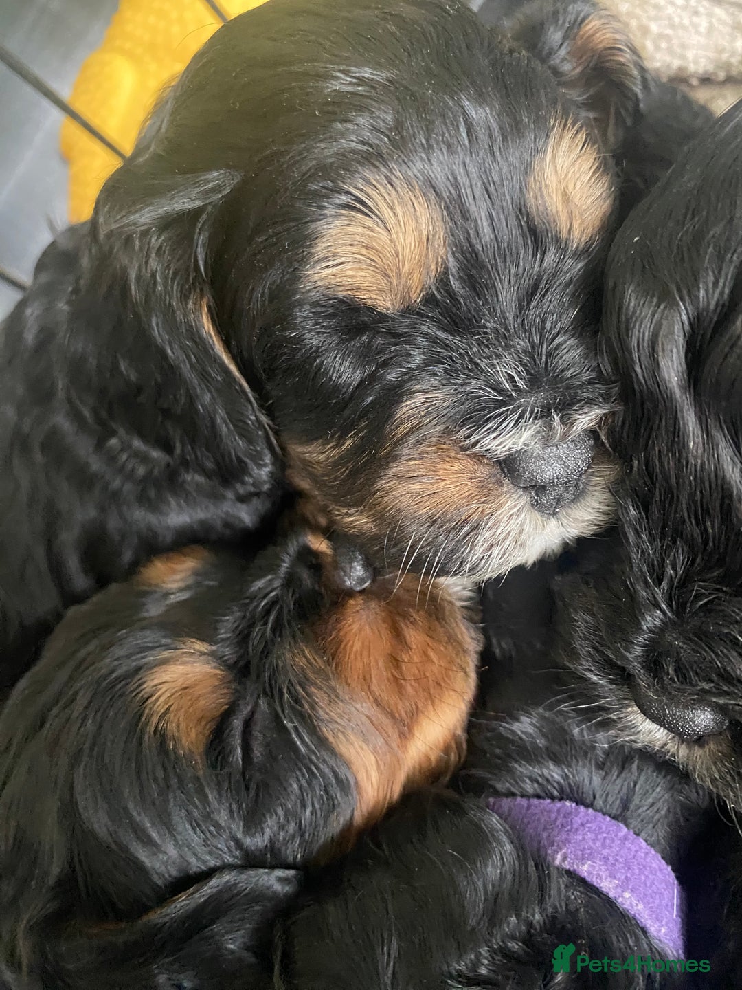 Cavapoo dogs for sale: Beautiful F1 cavapoos phantom 3 girls left 💜💖❤️ - Image 15