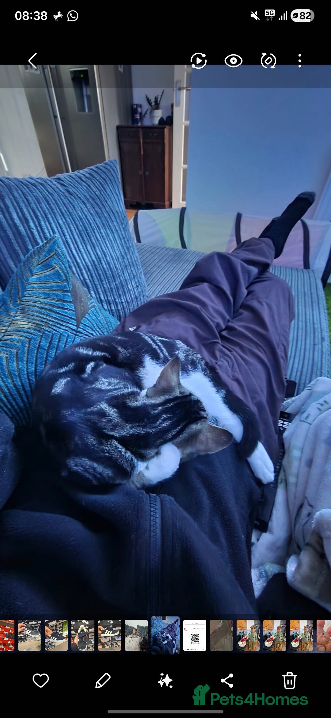 British Shorthair cats for sale: Male British shorthair looking for a new home - Advert 4