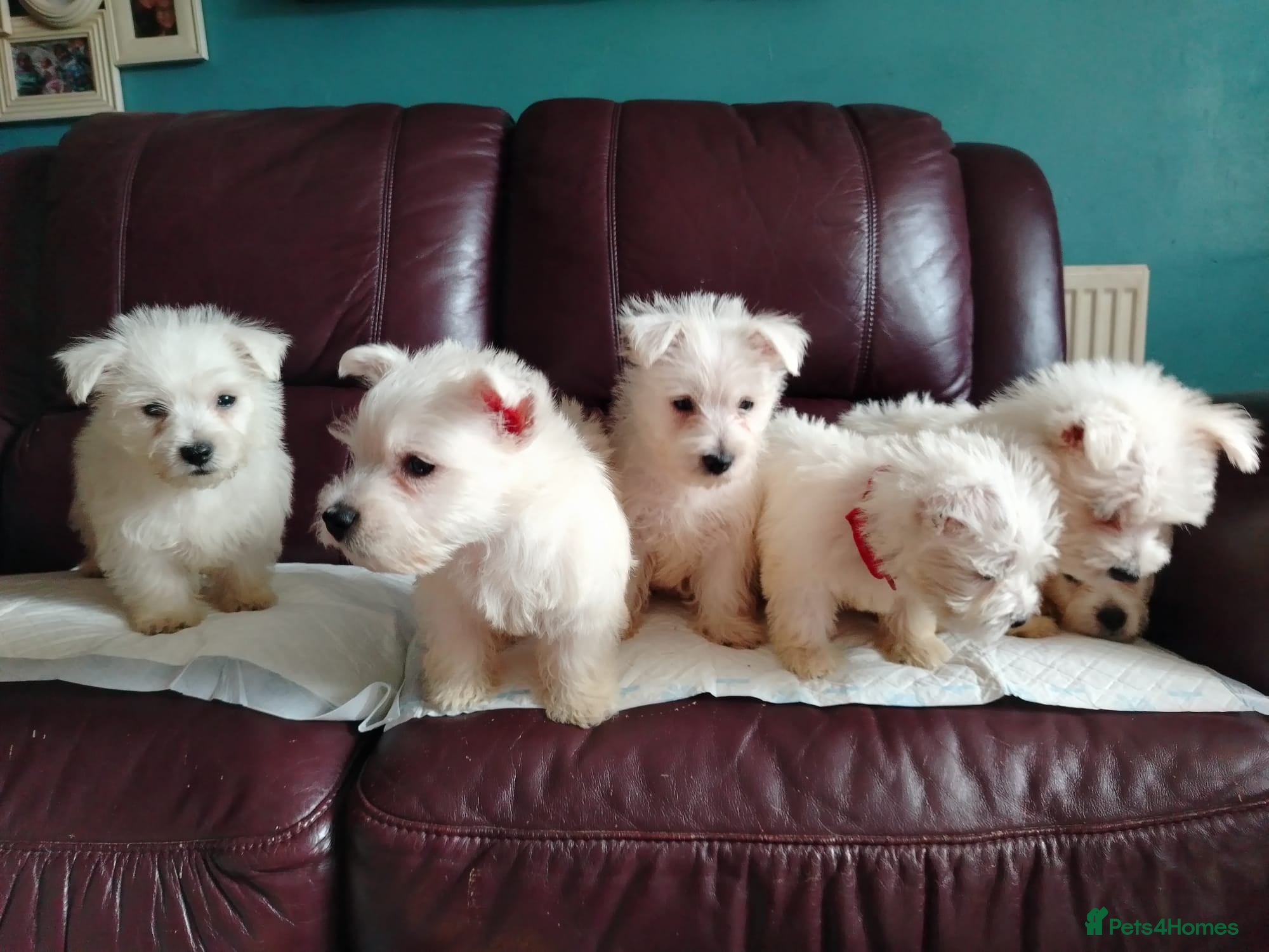 West Highland Terrier dogs for sale: Beautiful West Highland terrier puppies available - Advert 8