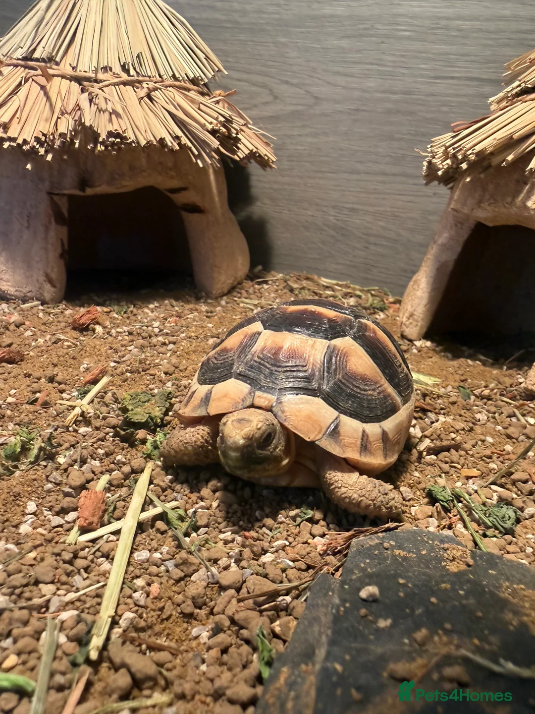 Tortoise reptiles for sale: 2x tortoises  in West Bromwich - Advert 2