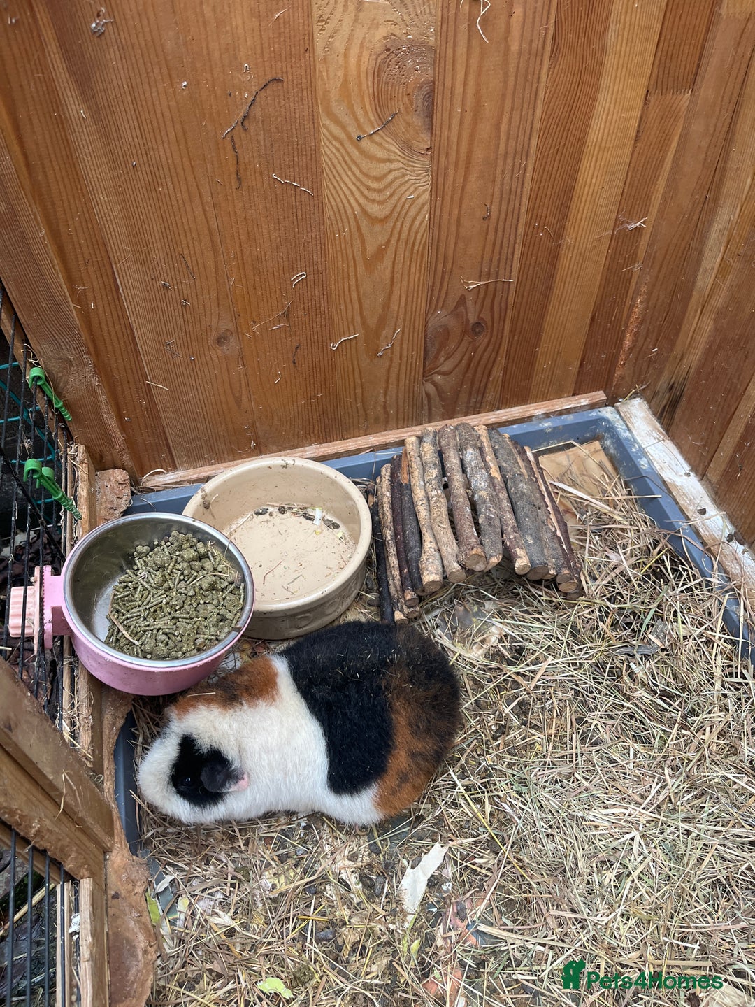 Guinea Pig rodents for sale: Female Teddy guinea pigs - Image 1
