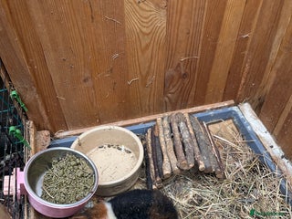 Guinea Pig rodents - Advert 1