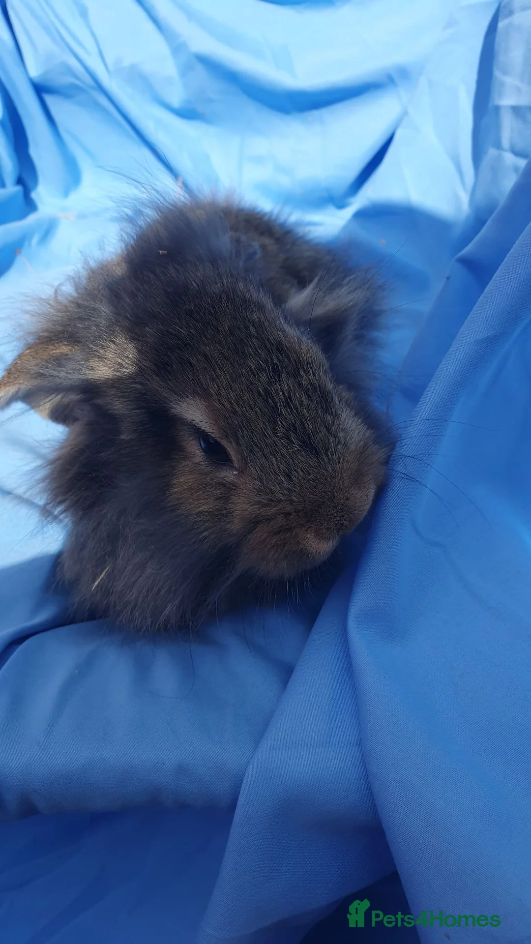 Mini Lion Lop rabbits for sale: Baby rabbits  - Advert 2