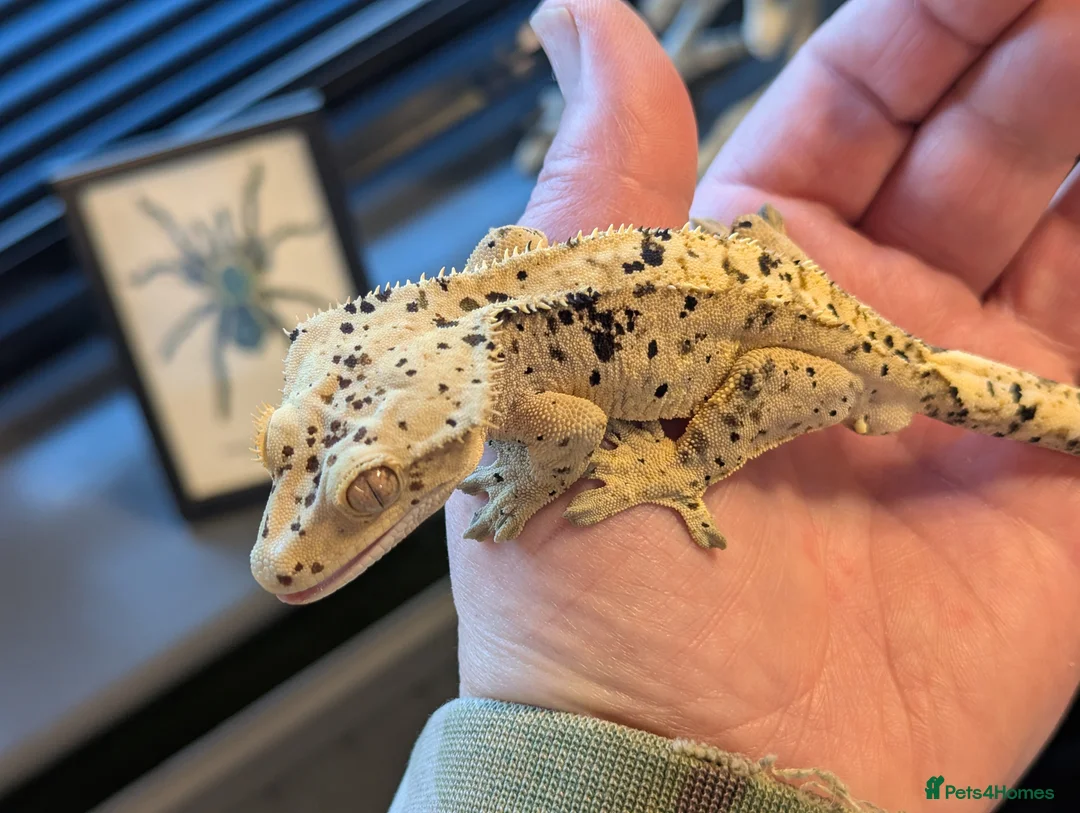 Gecko reptiles for sale: Crested geckos various ages mostly Dalmatians  - Advert 1