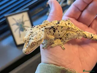 Gecko reptiles Crested geckos various ages mostly Dalmatians - Advert 10