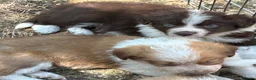 Border Collie dogs for sale: Stunning Border Collie pups in ELY - Advert 21