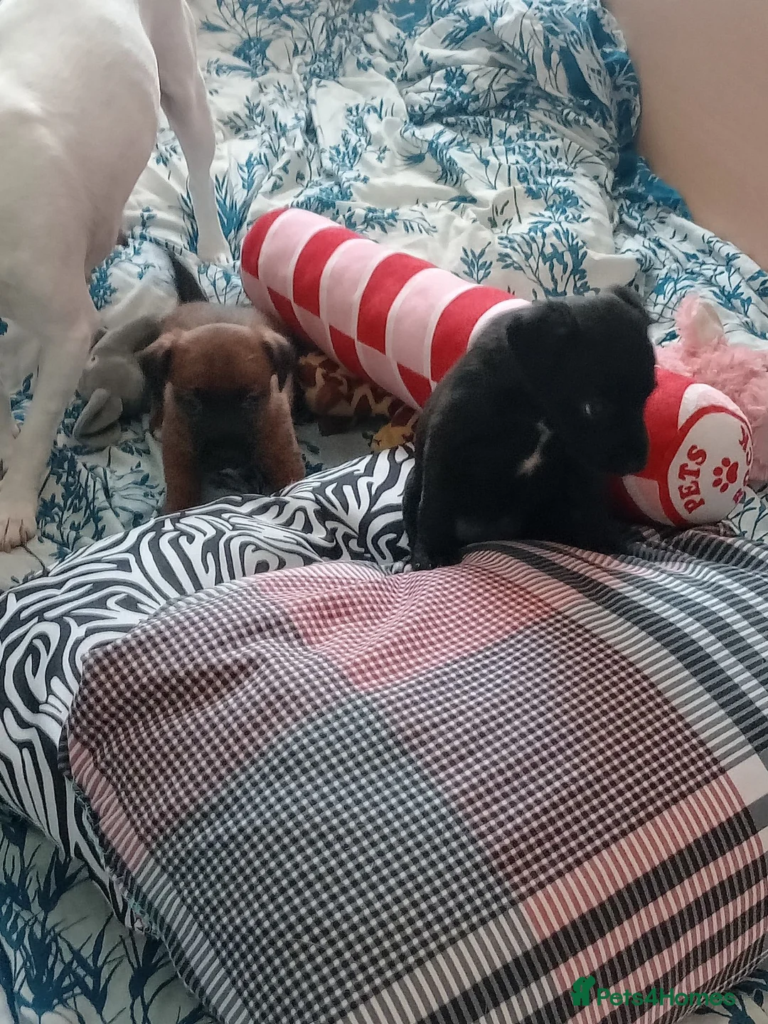 Patterjack dogs for sale: Beautiful puppies in Rhyl - Advert 5