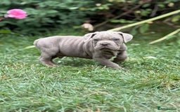 Mixed Breed dogs for sale: Beautiful lilac cane Corso x bulldog pups  - Image 12