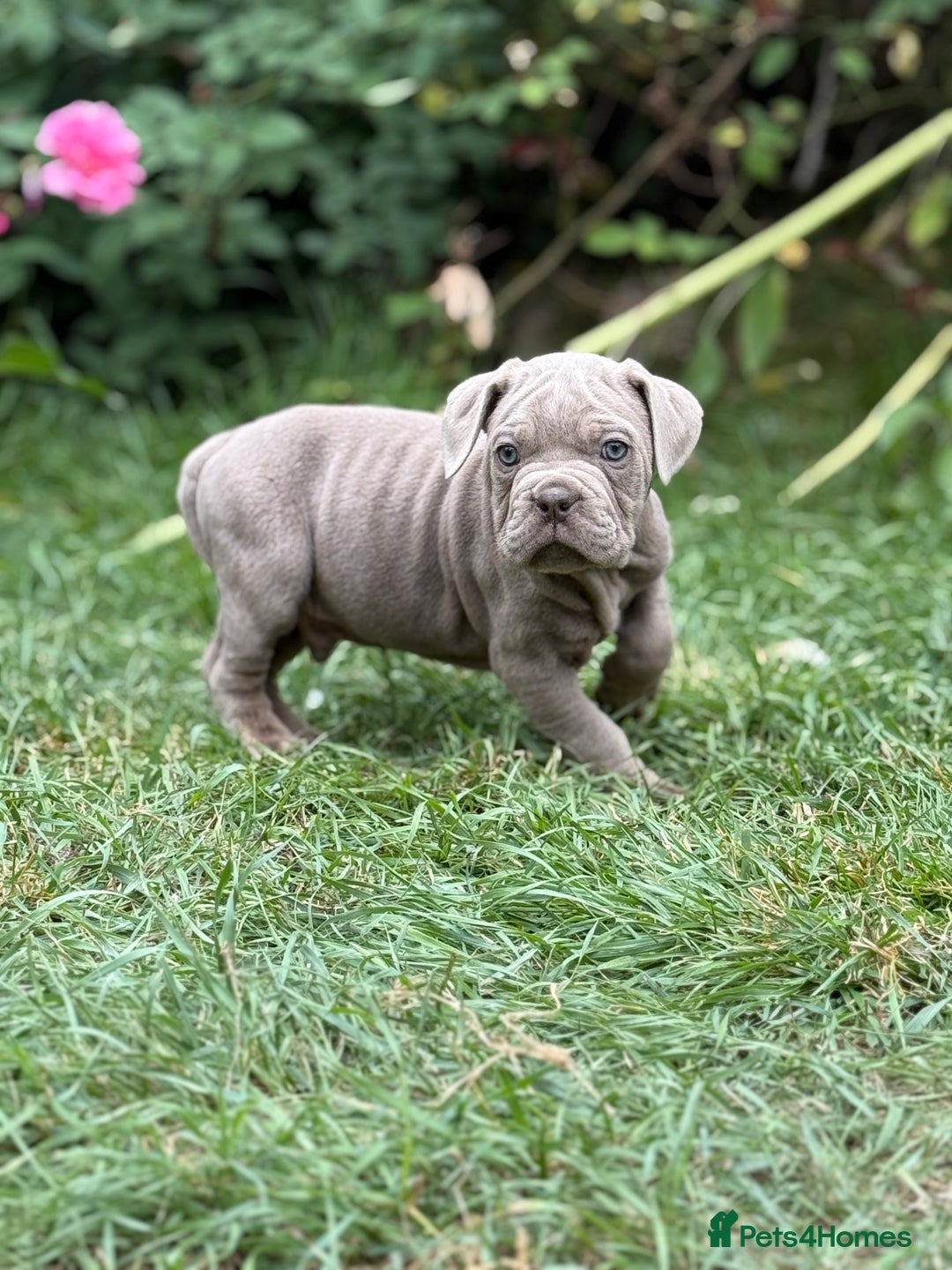 Mixed Breed dogs for sale: Beautiful lilac cane Corso x bulldog pups  - Image 12