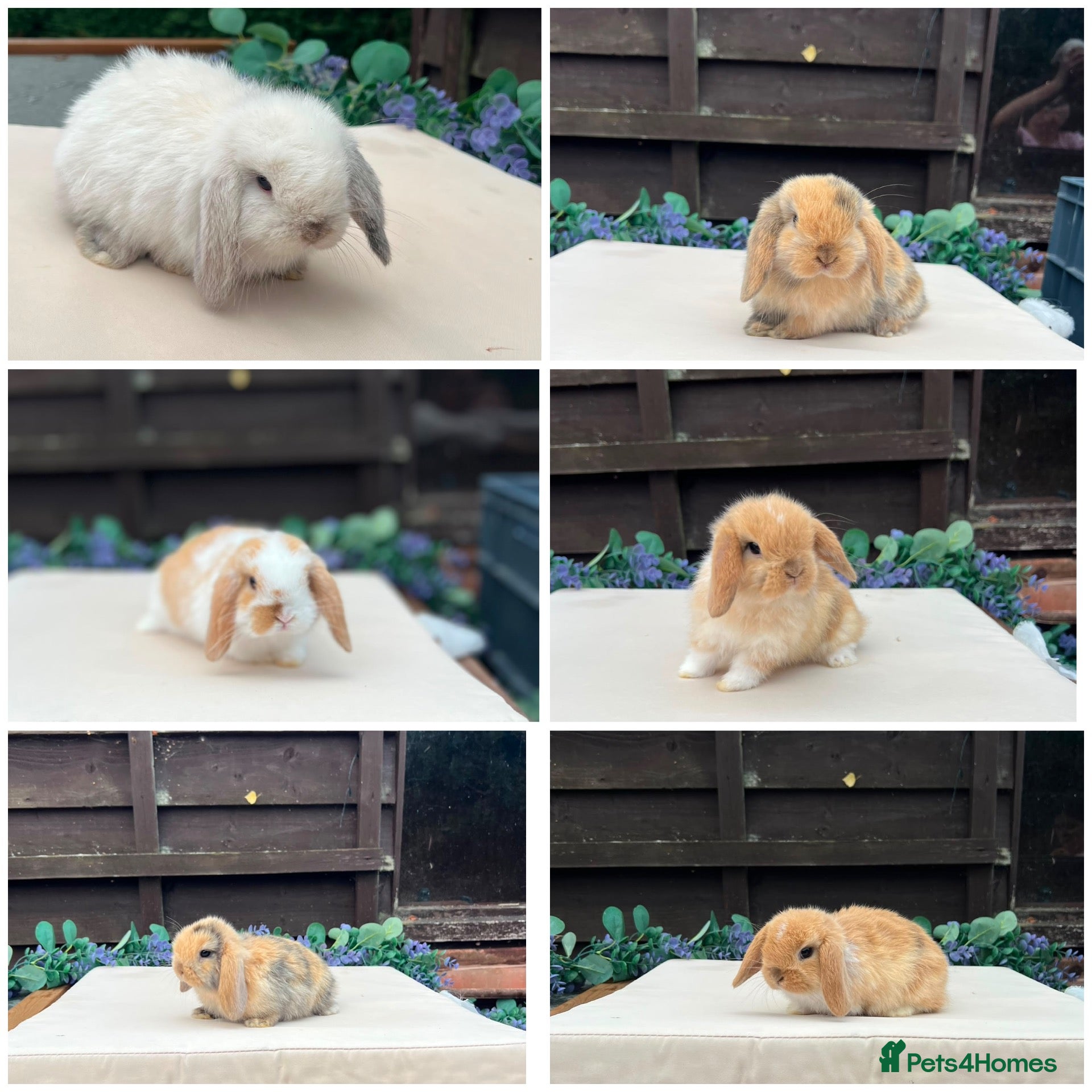 Mini Lop rabbits Pure bred mini lops - Advert 1