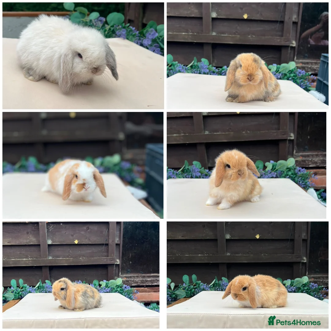 Mini Lop rabbits for sale: Pure bred mini lops - Advert 1