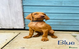 Hungarian Vizsla dogs for sale: KC registered hungarian vizsla puppies - Image 6