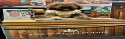 Spanish Water Dog dogs for sale: Spanish water dog  - Advert 21