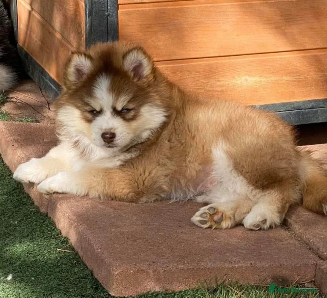 Pomsky dogs for stud: American Import Chocolate Pomsky for Stud in Ammanford - Advert 14