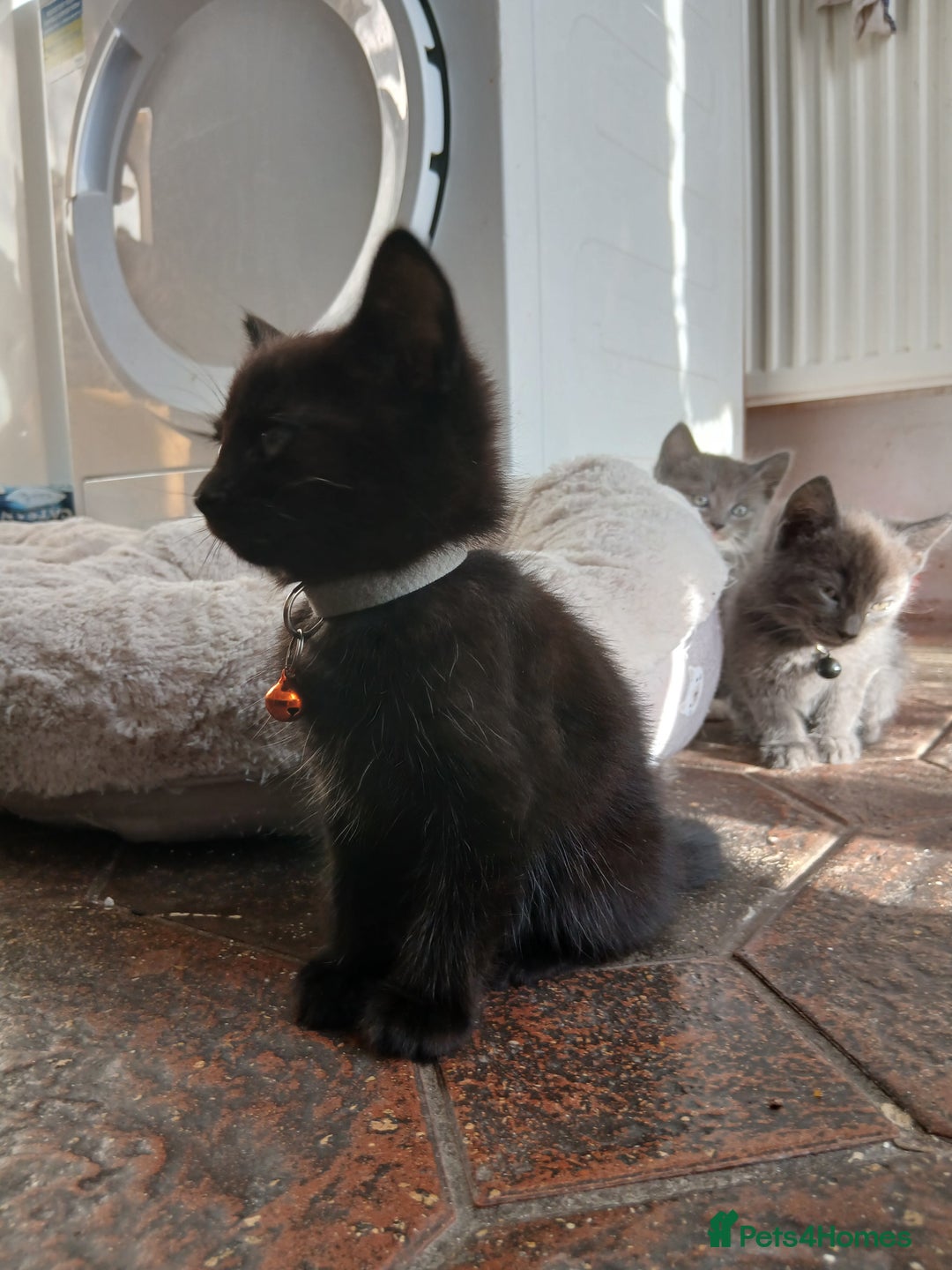 Mixed Breed cats for sale: 6 Kittens looking for new forever homes - Advert 22