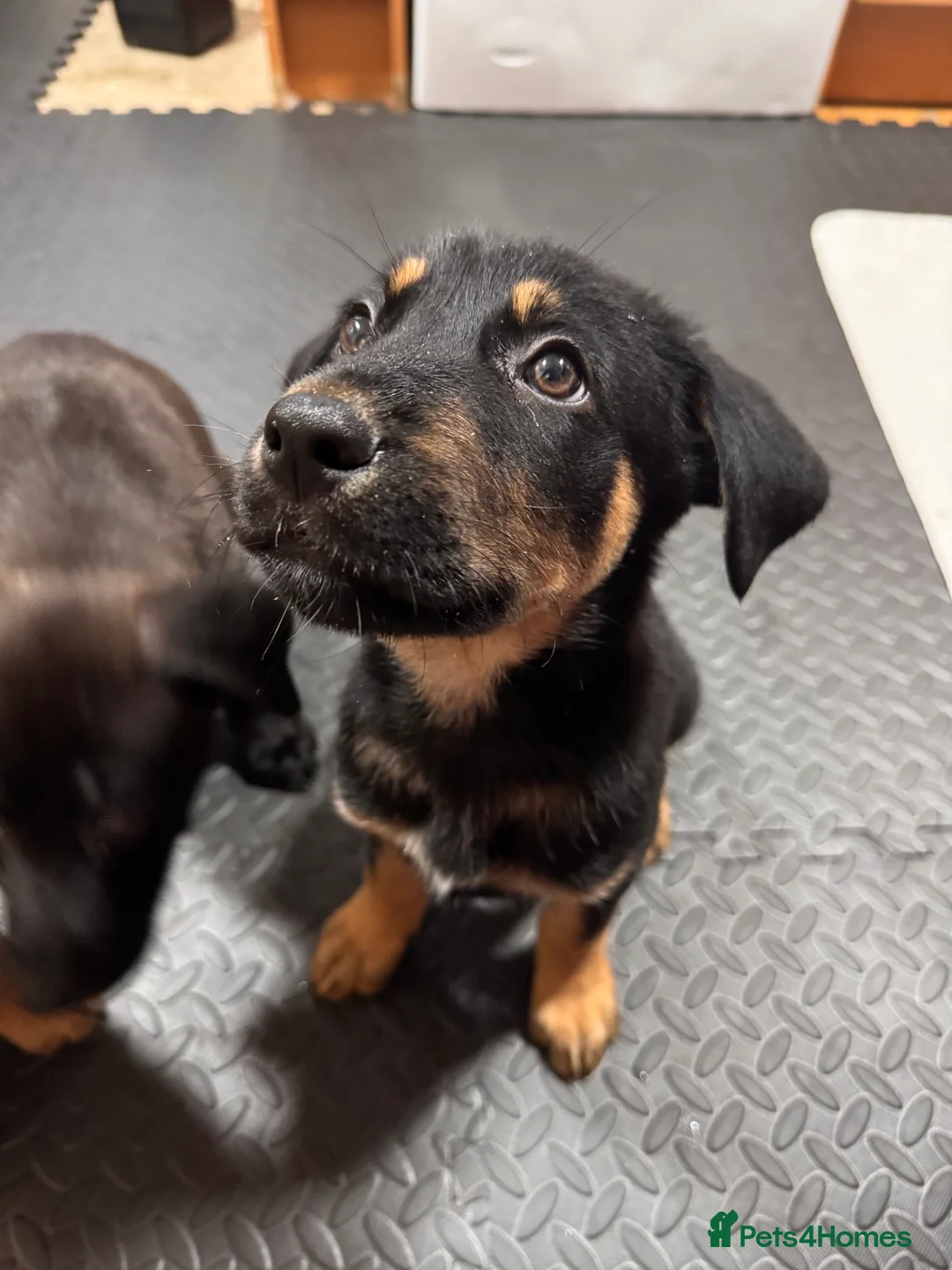 Mixed Breed dogs for sale: RARE BLUE EYE Sholly  ** tiff x Husky  - Advert 4