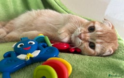 Scottish Fold cats for sale: Beautiful kittens just for you - Image 35