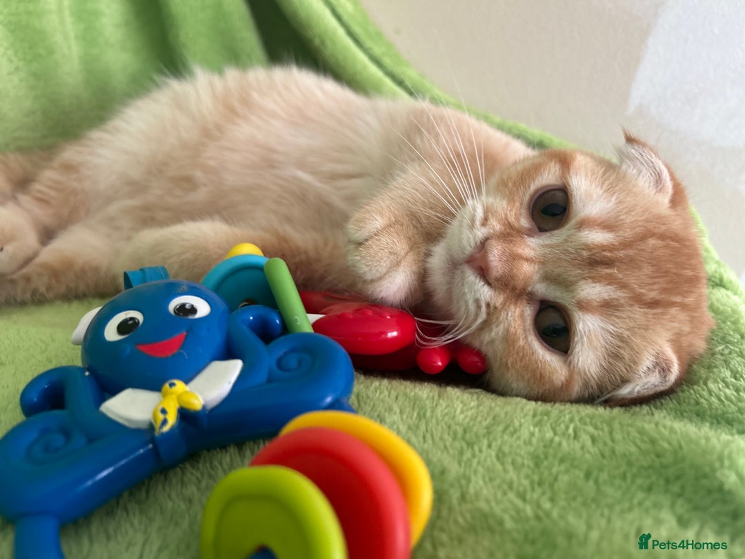 Scottish Fold cats for sale: Beautiful kittens just for you - Image 35