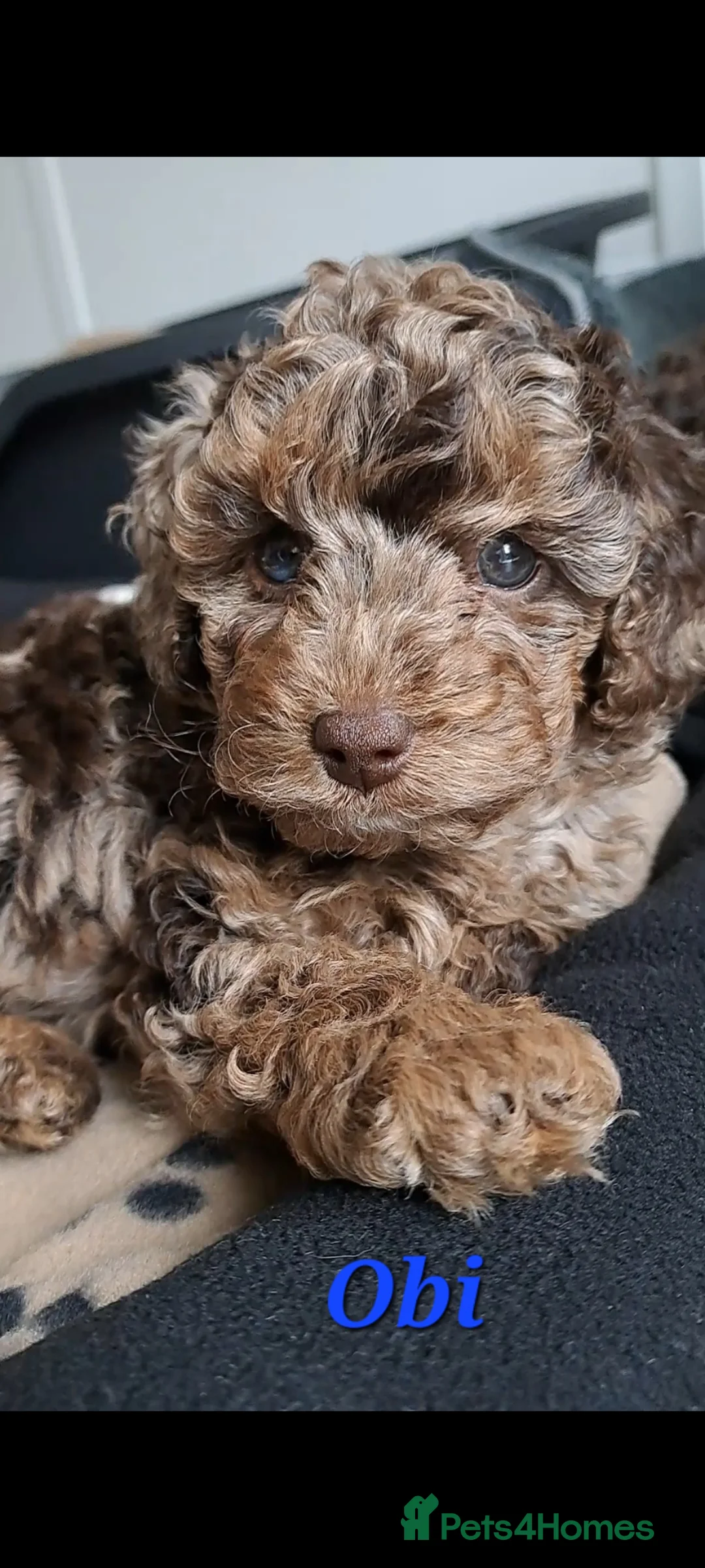 Toy Poodle dogs for stud: Cockapoo stud chocolate merle  - Advert 17