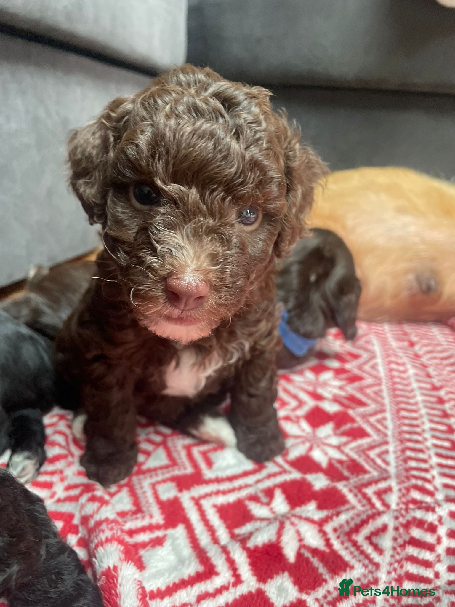 Labradoodle dogs MINI LABRADOODLES 4 GIRLS LEFT ❤️❤️ - Advert 4