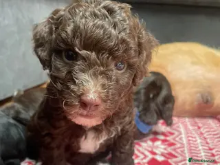 Labradoodle dogs MINI LABRADOODLES 4 GIRLS LEFT ❤️❤️ - Advert 4