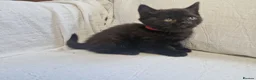 Mixed Breed cats for sale: British short-hair cross kittens  in Saint Austell - Advert 10