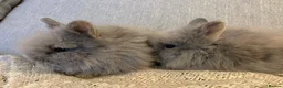 Lionhead rabbits for sale: 2 Double mane lion-head for sale last two boys  - Advert 15
