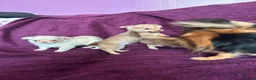 Chihuahua dogs for sale: Outstanding tiny tiny chichahua  - Advert 13