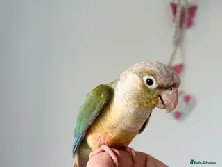 Conures birds BEAUTIFUL PINEAPPLE CONURE BIRD WITH NEW CAGE - Advert 5