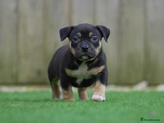 American Bully dogs ABKC Pocket Bully Puppies Ready to leave. - Advert 5