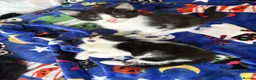 Mixed Breed cats for sale: Scottish fold/domestic short hair  in Basildon - Advert 5