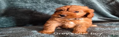 Cockapoo 2