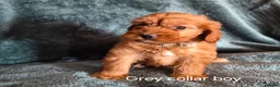 Cockapoo dogs for sale: Cockapoo puppies - Advert 2